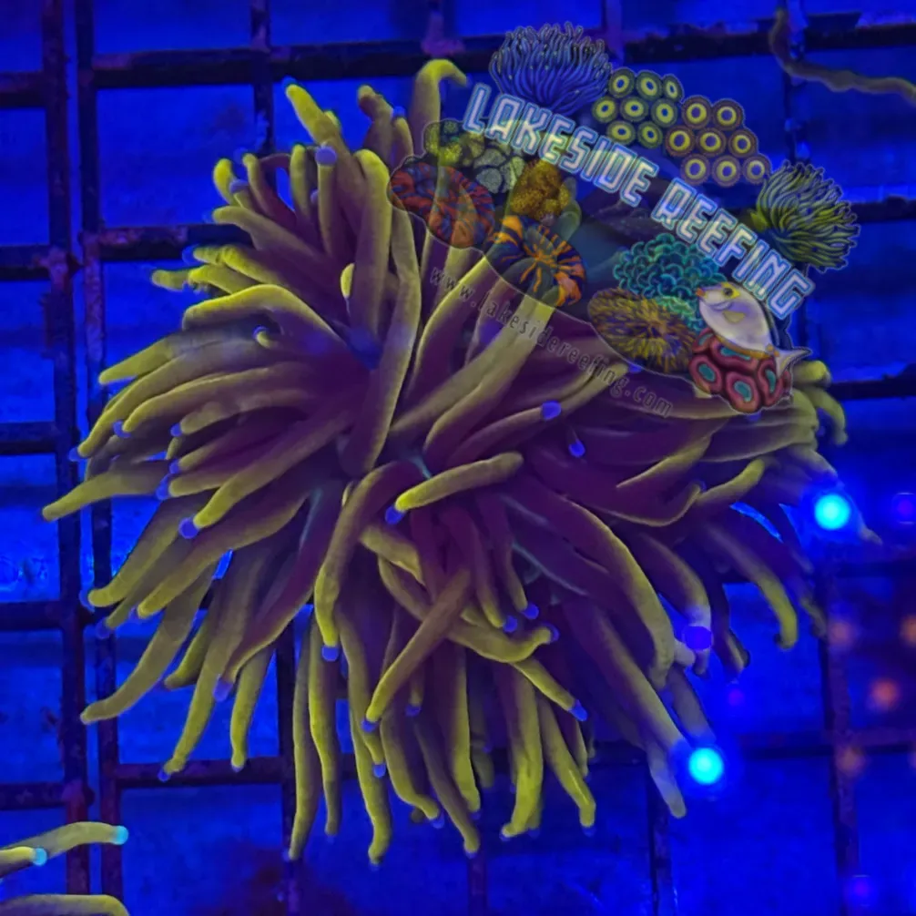 Ultra 24K Knicks Gold Torch Coral R3A3