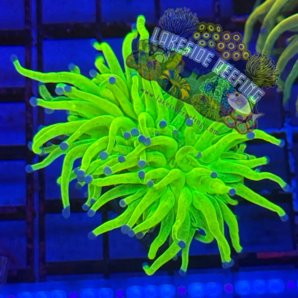 Bright Malaysian Holy Grail Torch Coral R3A4