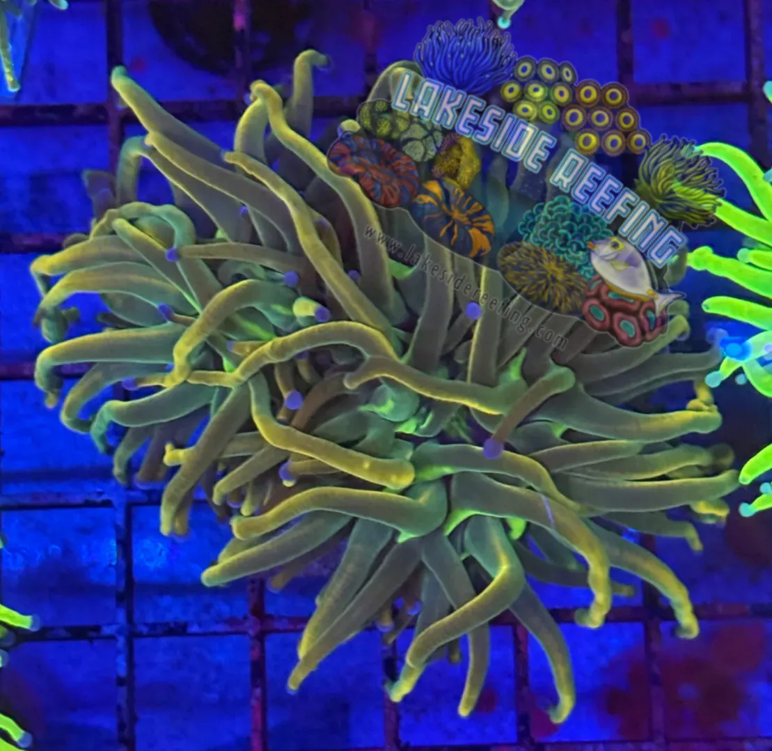 Ultra Dragon Tamer Torch Coral R3B4