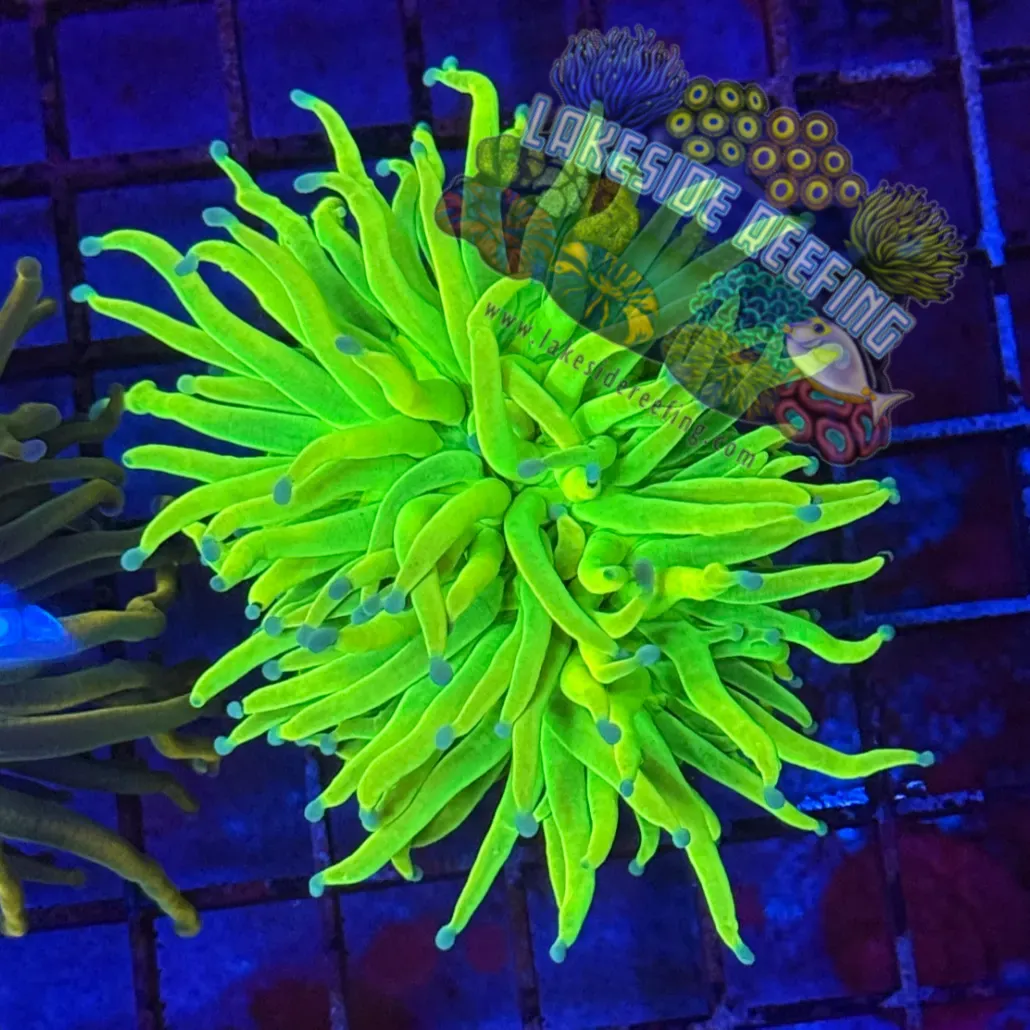 OG Fat Head Holy Grail Torch Coral R3C4
