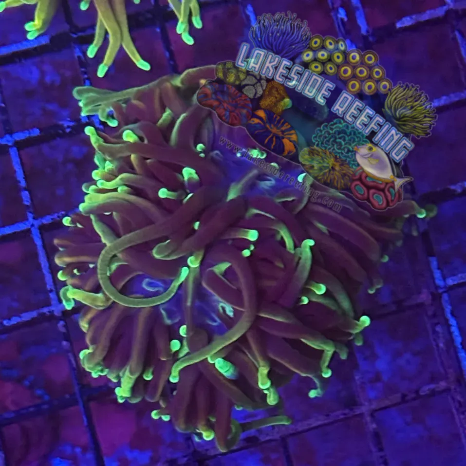 Ultra Gold Hellfire Torch Coral R3D4