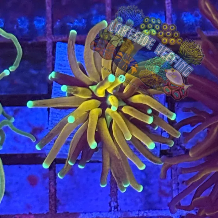 Ultra Bright Tiger Torch Coral R3C6