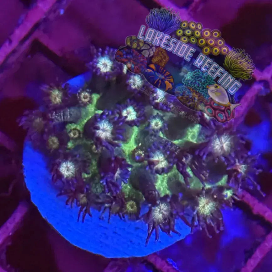 Ultra Glitter Goni Coral Frag Lakeside Reefing