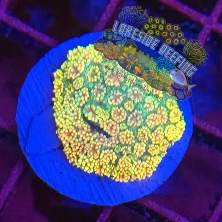 Ultra Rainbow Goni Coral Frag Lakeside Reefing