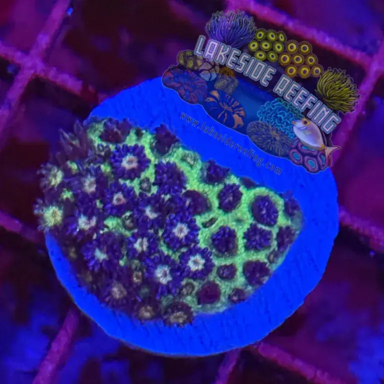 Ultra Glitter Goni Coral Frag Lakeside Reefing