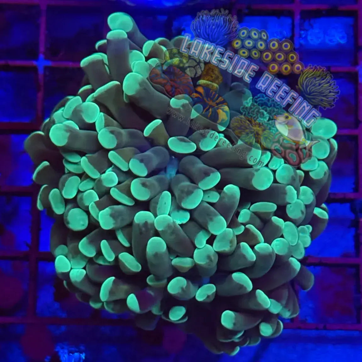 Green and Gold Honeycomb Hammer Coral R1C1 Lakeside Reefing