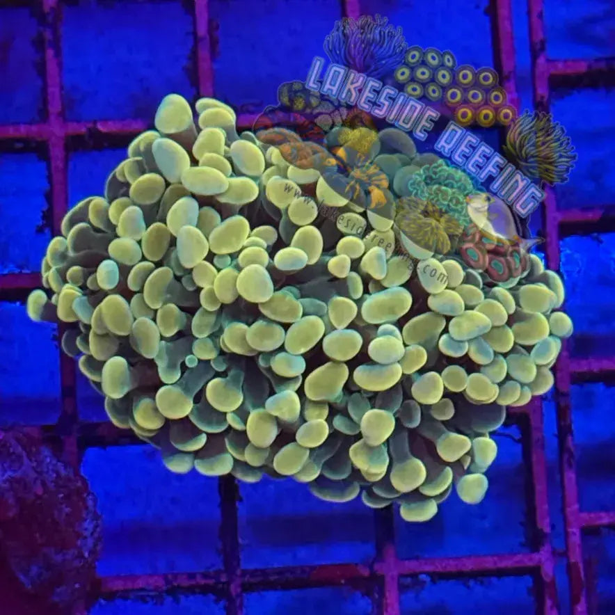 Branching Gold Hammer Coral R1D2