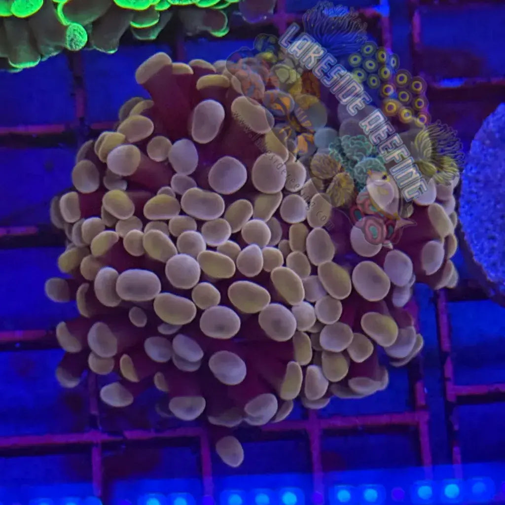 Pink Rose Branching Hammer Coral R1D5 Lakeside Reefing