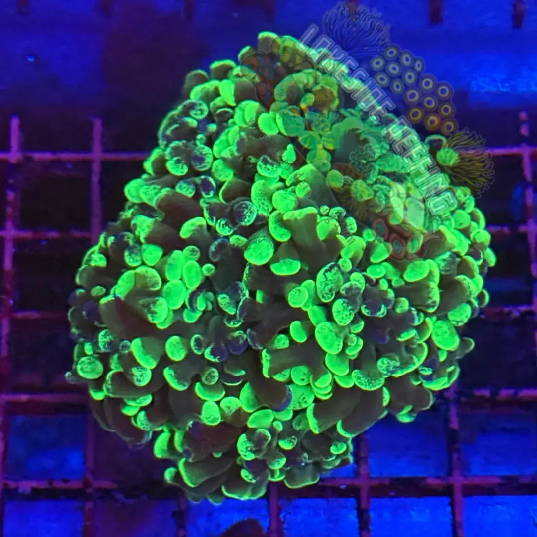 Branching Toxic Splatter Hammer Coral Colony R1D6 Lakeside Reefing