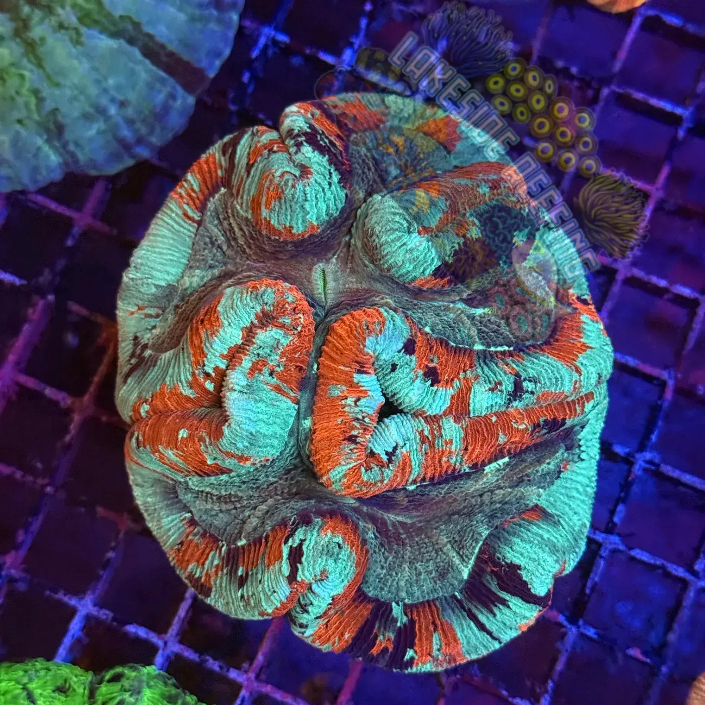 Red and Teal Rainbow Welso Coral Lakeside Reefing