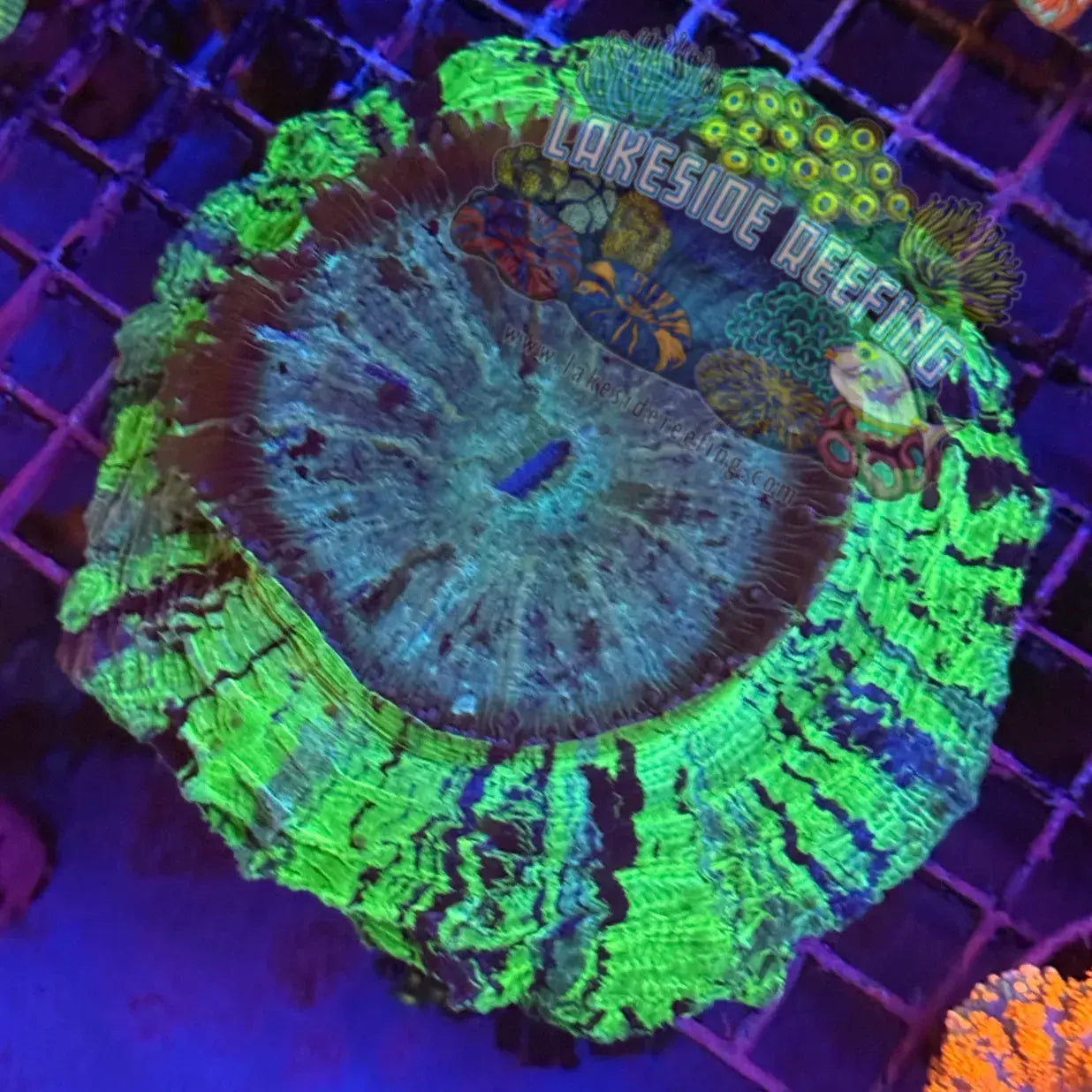 Green and Blue Show Piece Acantho Lakeside Reefing