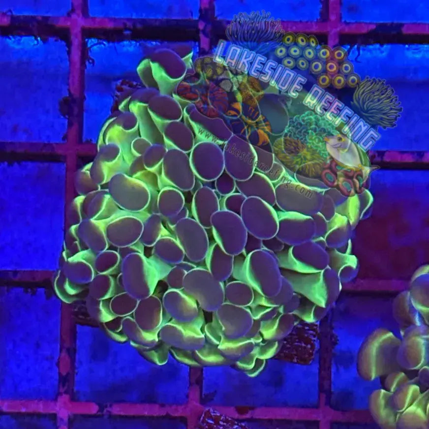 Branching Hologram Hammer R2A3