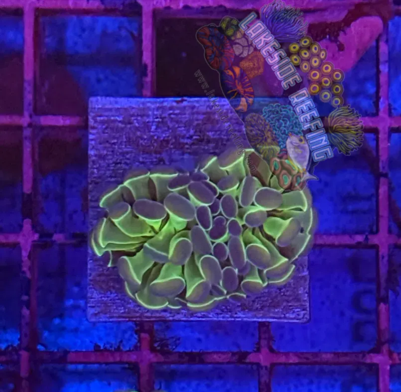 Branching Hologram Hammer R2E8 Lakeside Reefing