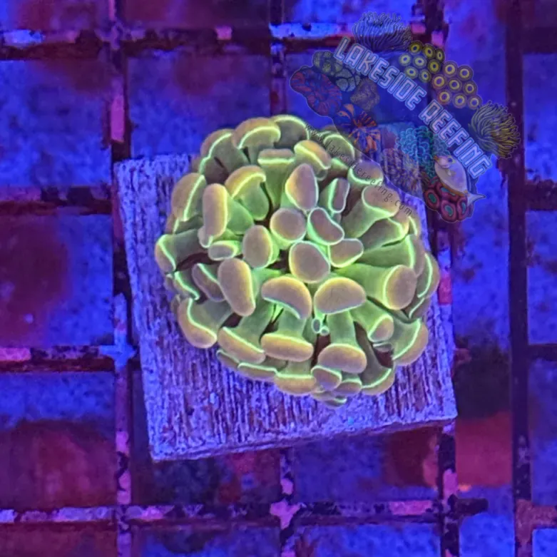 Branching Hologram Hammer R2F10 Lakeside Reefing
