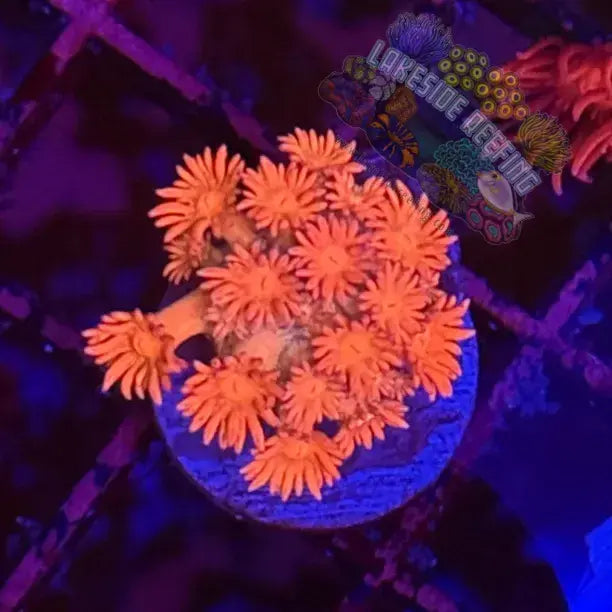 Ultra Pink Goni Coral Frag Med Lakeside Reefing