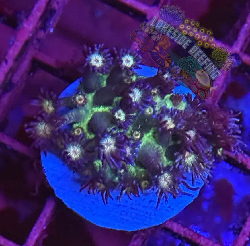 Ultra Glitter Goni Coral Frag Lakeside Reefing