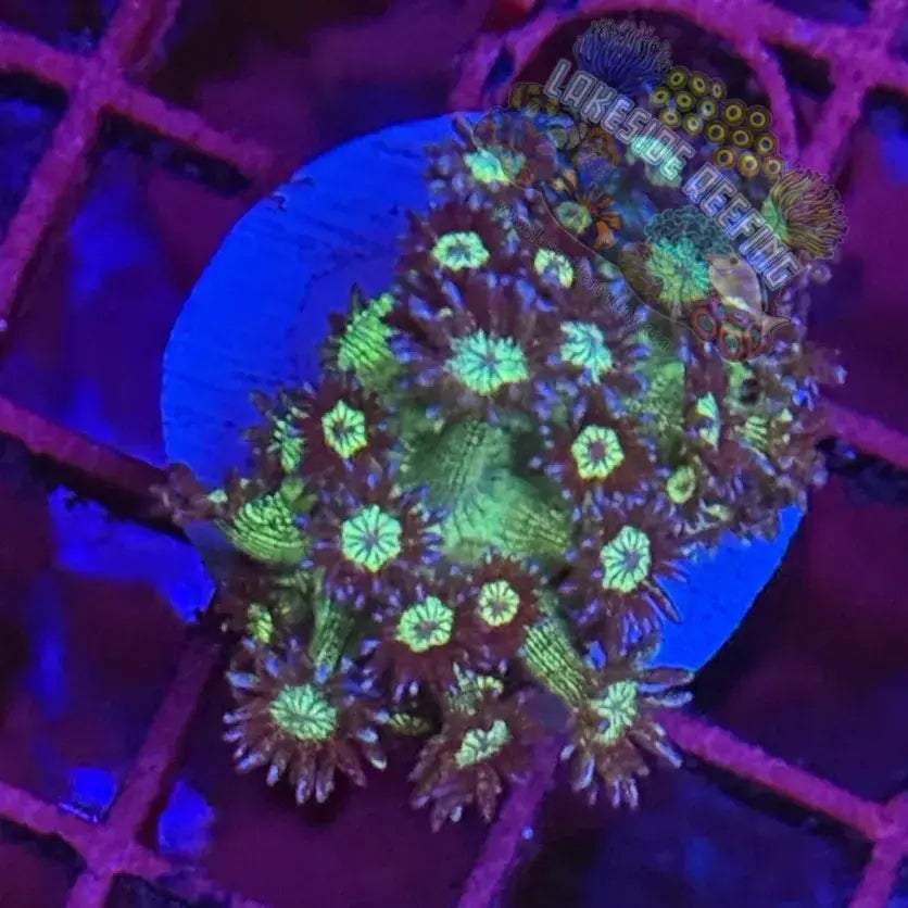 Ultra Glitter Goni Coral Frag Lakeside Reefing