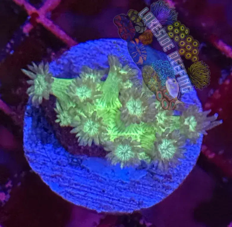 Ultra Glitter Goni Coral Frag Lakeside Reefing