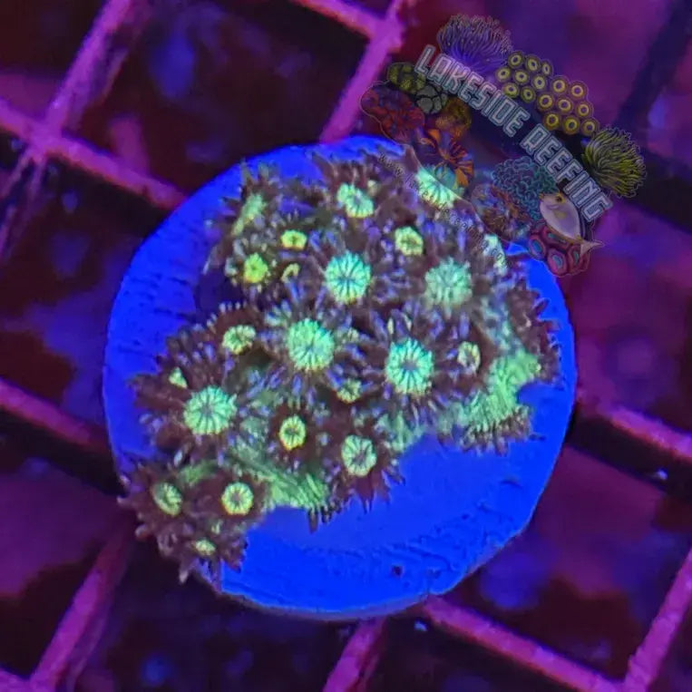 Ultra Glitter Goni Coral Frag Lakeside Reefing
