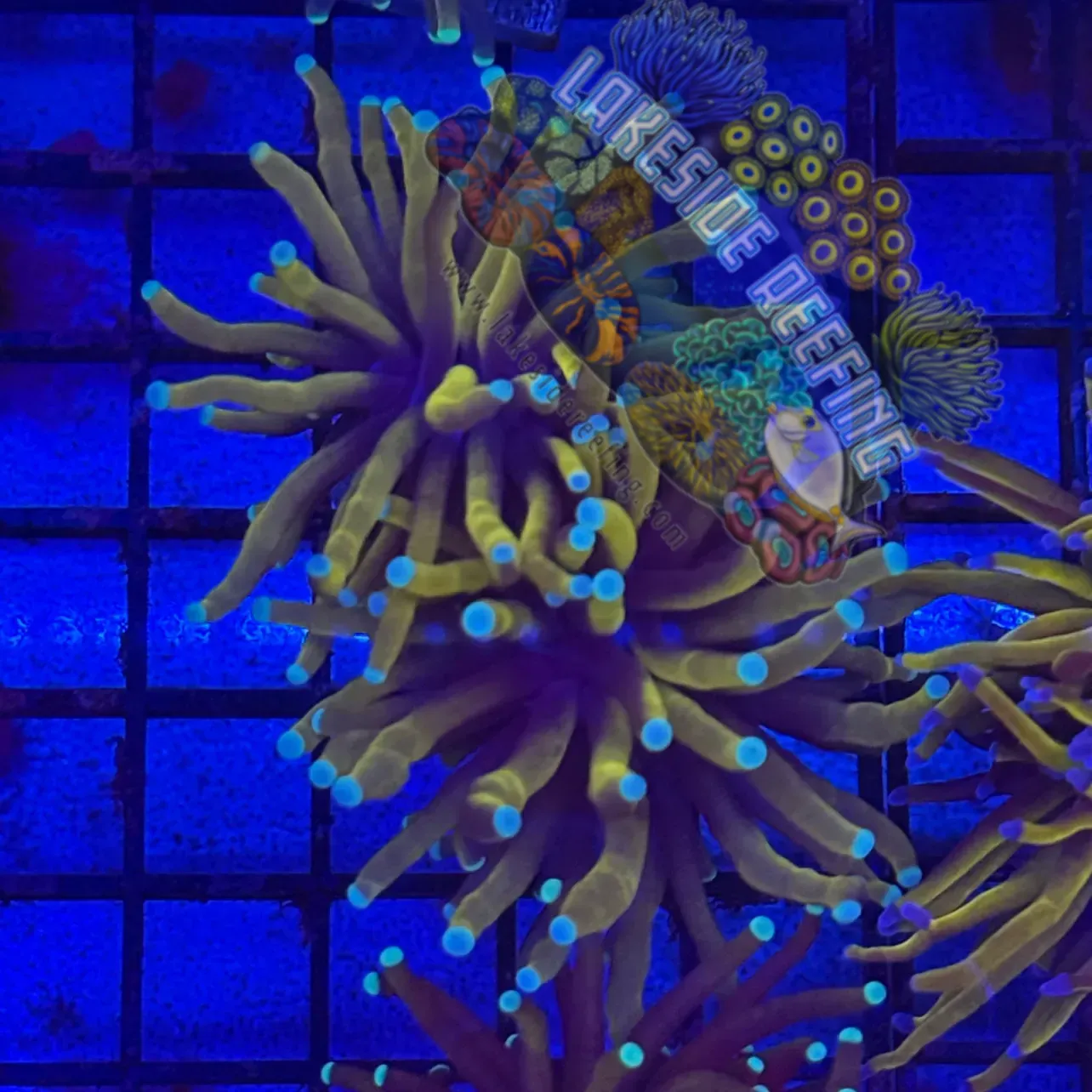 Ultra 24k Gold Torch Coral R4E4