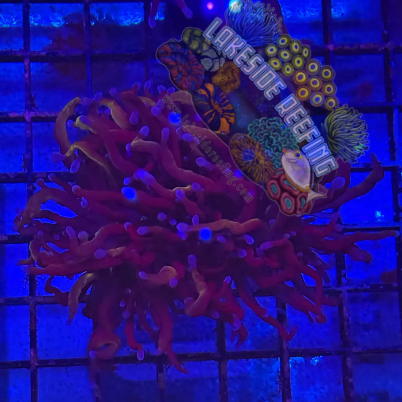 Deep Purple and Gold Torch Coral R3A1