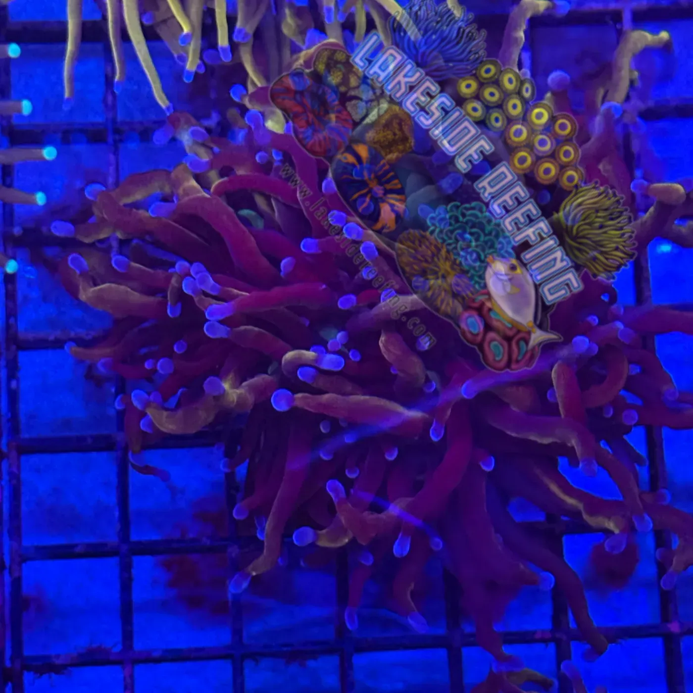 Deep Purple and Gold Torch Coral R3A2