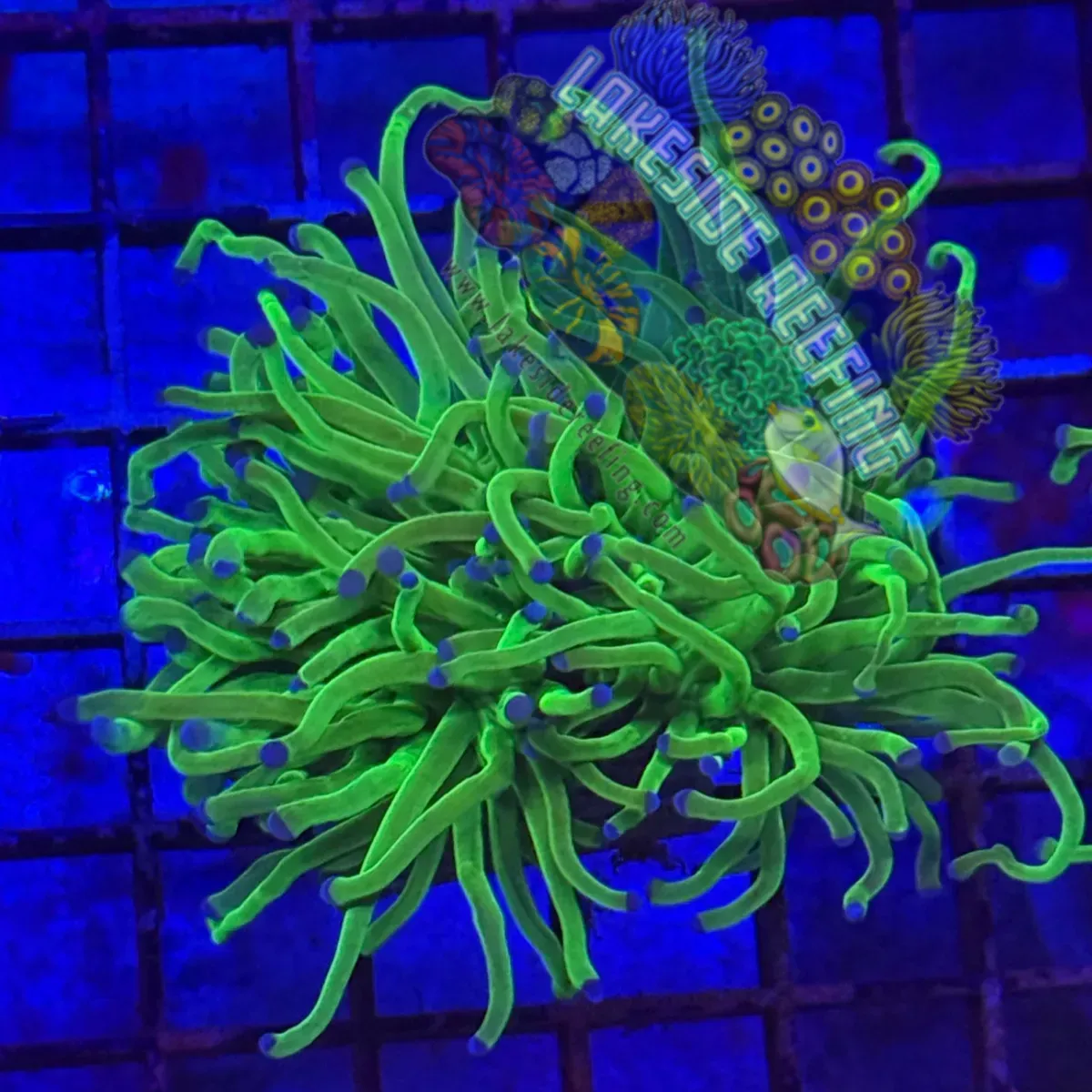 Todds Torch Coral R3B1