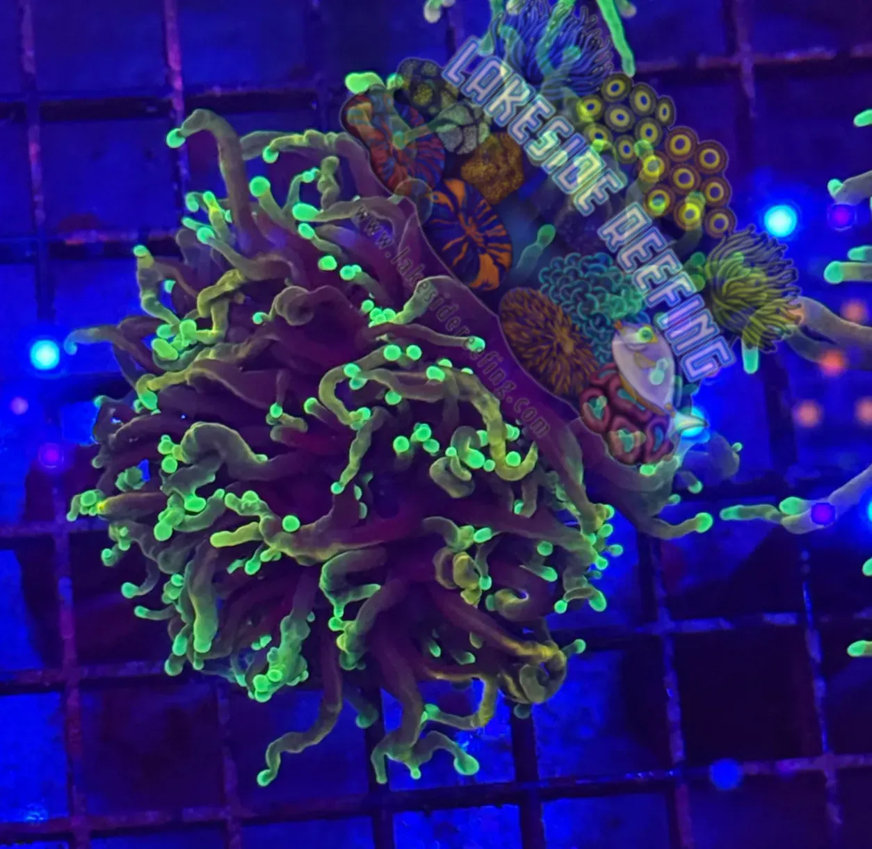Ultra Hellfire Torch Coral R3C2