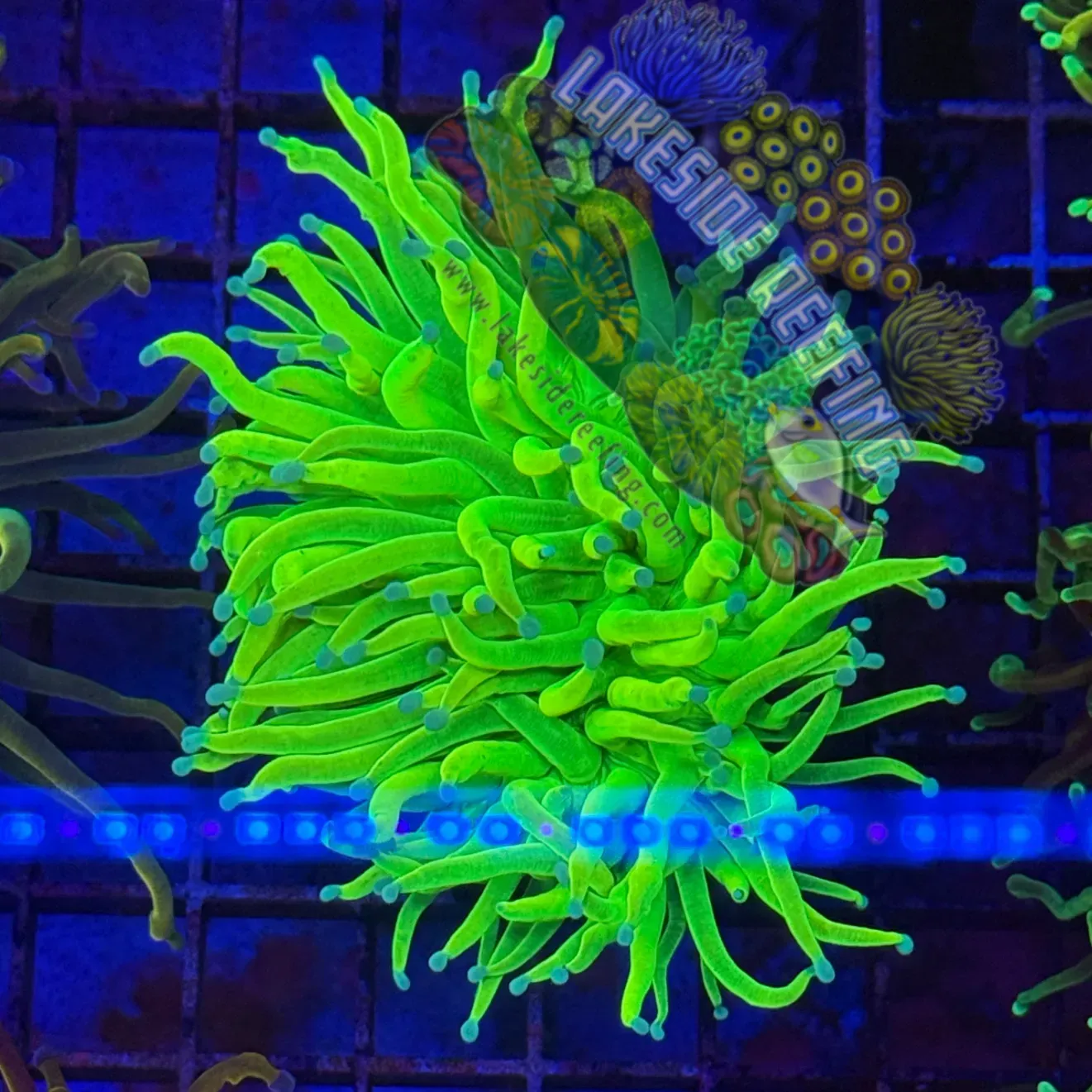 OG Fat Head Holy Grail Torch Coral R3C4