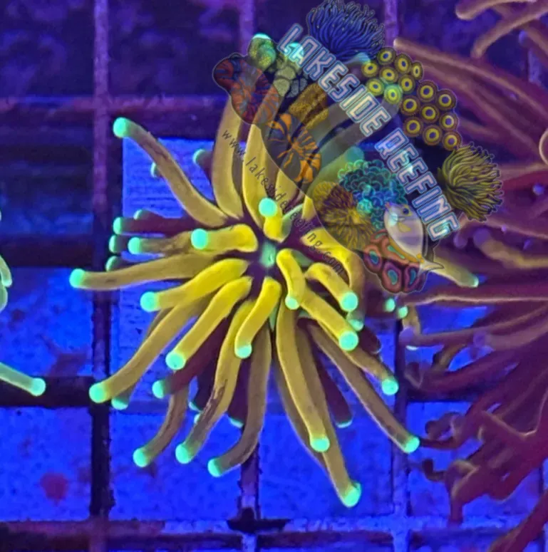 Ultra Bright Tiger Torch Coral R3C6