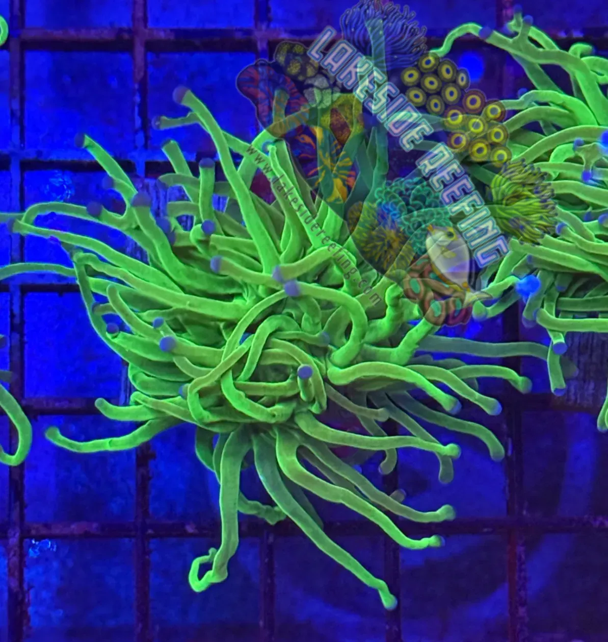 Todds Torch Coral R3C1