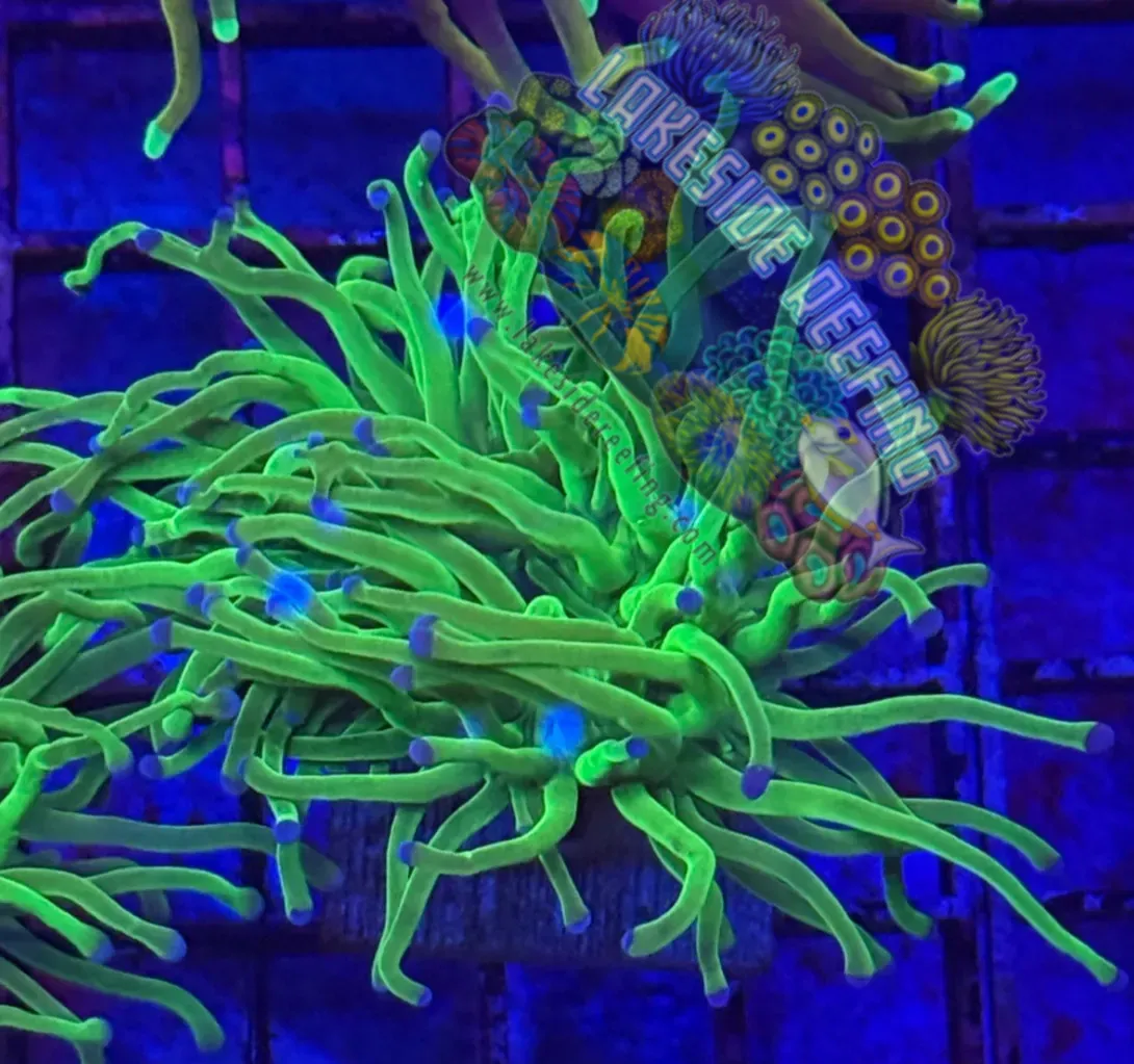 Todds Torch Coral R3D1