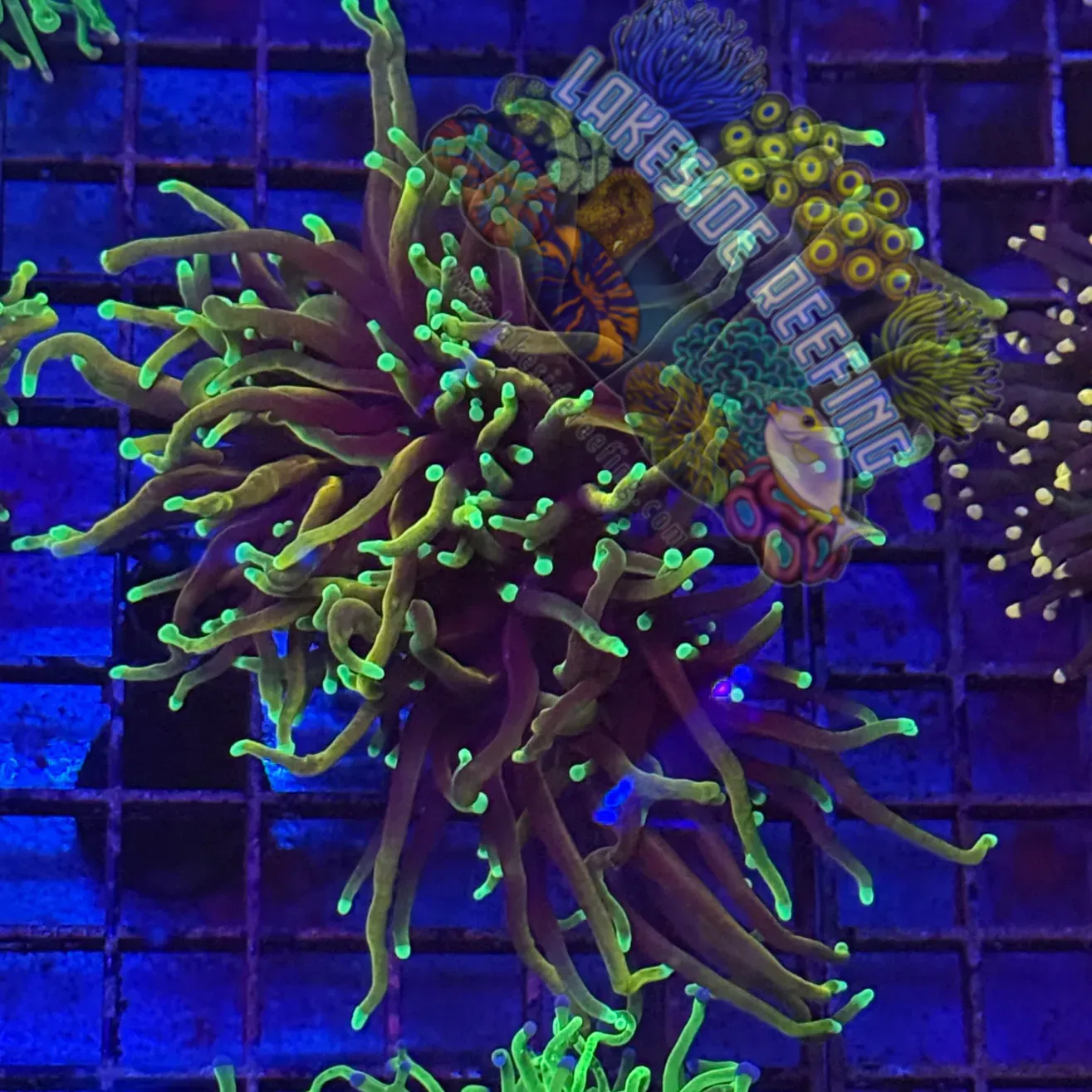 HellFire Torch Coral R3D2