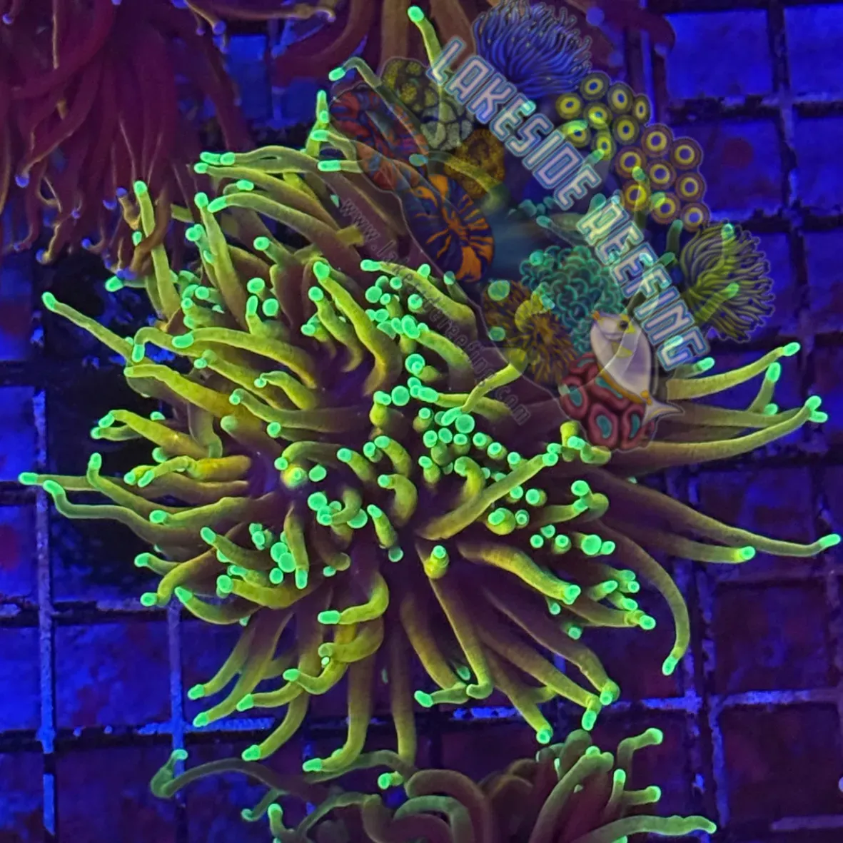 Ultra Gold Hellfire Torch Coral R3D5