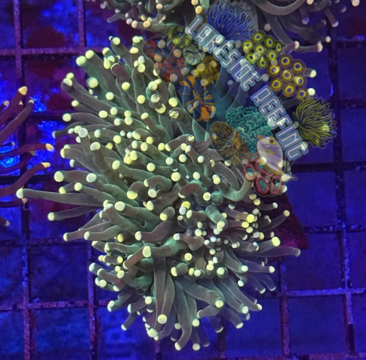 Green with Yellow Tips Torch Coral R5B1