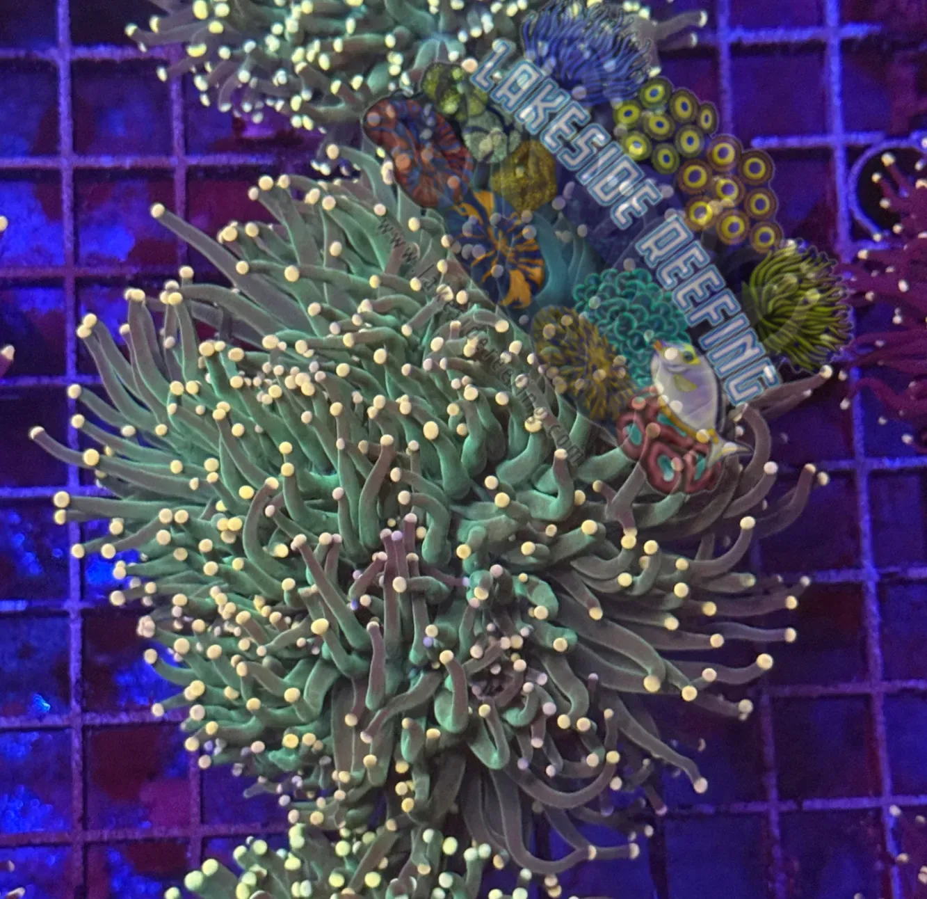 Green with Yellow Tips Torch Coral R5B2