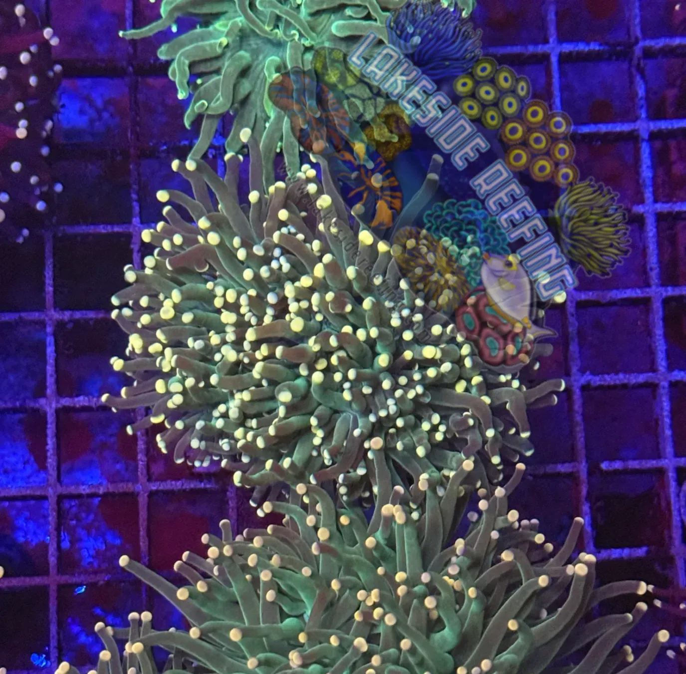 Green with Yellow Tips Torch Coral R5B3