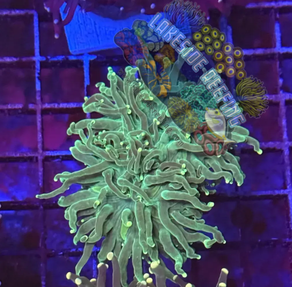Green with Yellow Tips Torch Coral R5B4