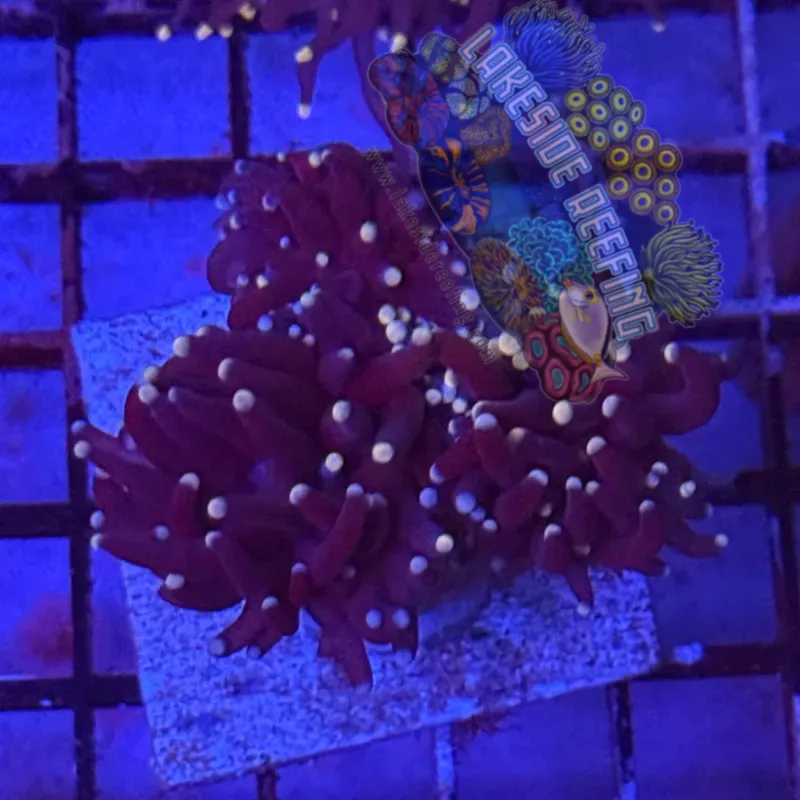 Purple with Blue Tips Torch Coral R5B7