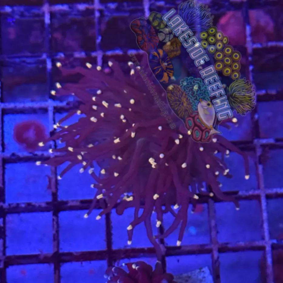 Purple with Pink Tips Torch Coral R5B8