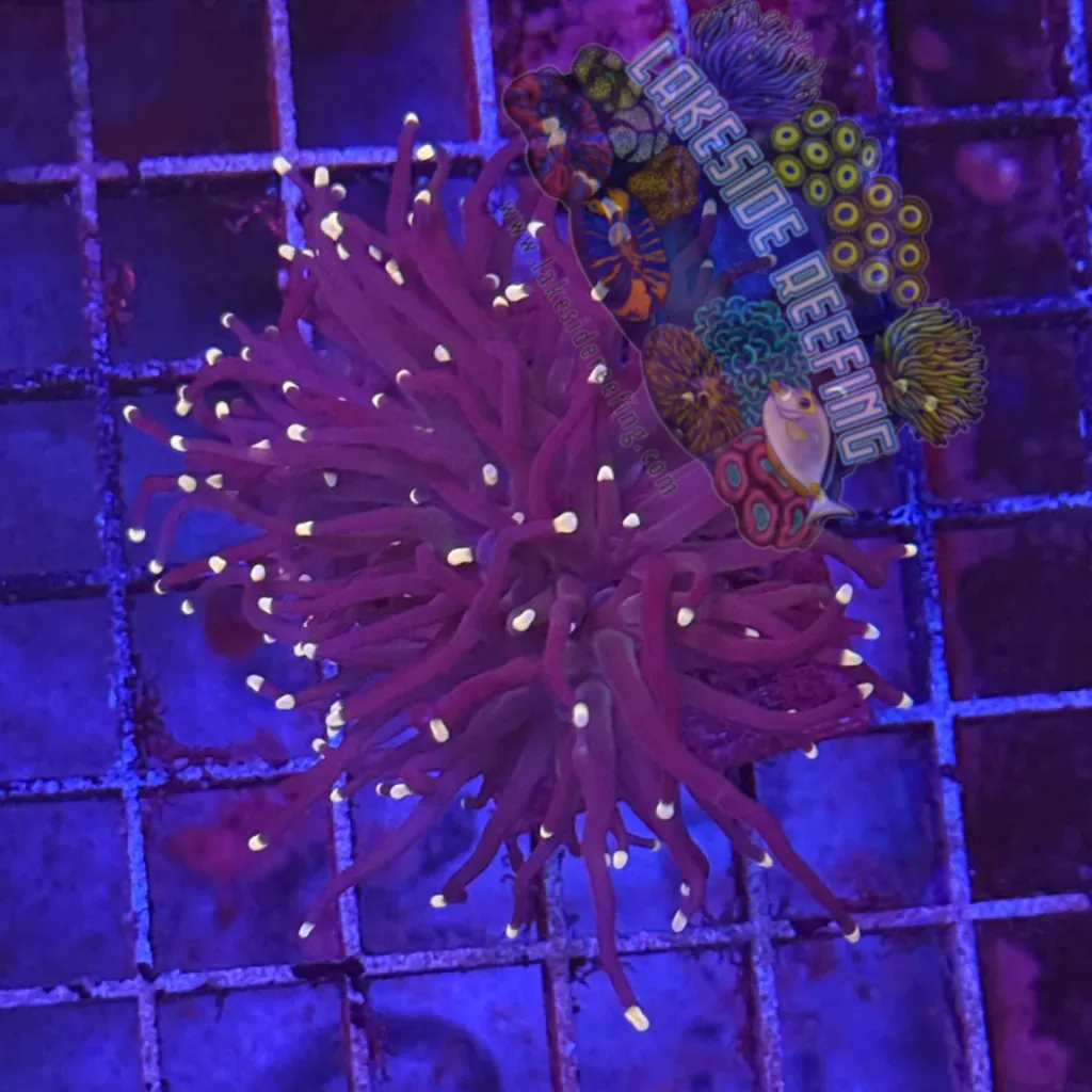 Purple with Pink Tips Torch Coral R5D1