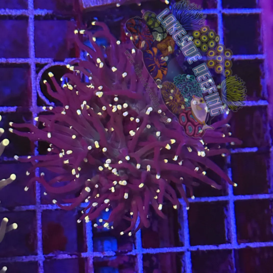 Purple with Pink Tips Torch Coral R5D2