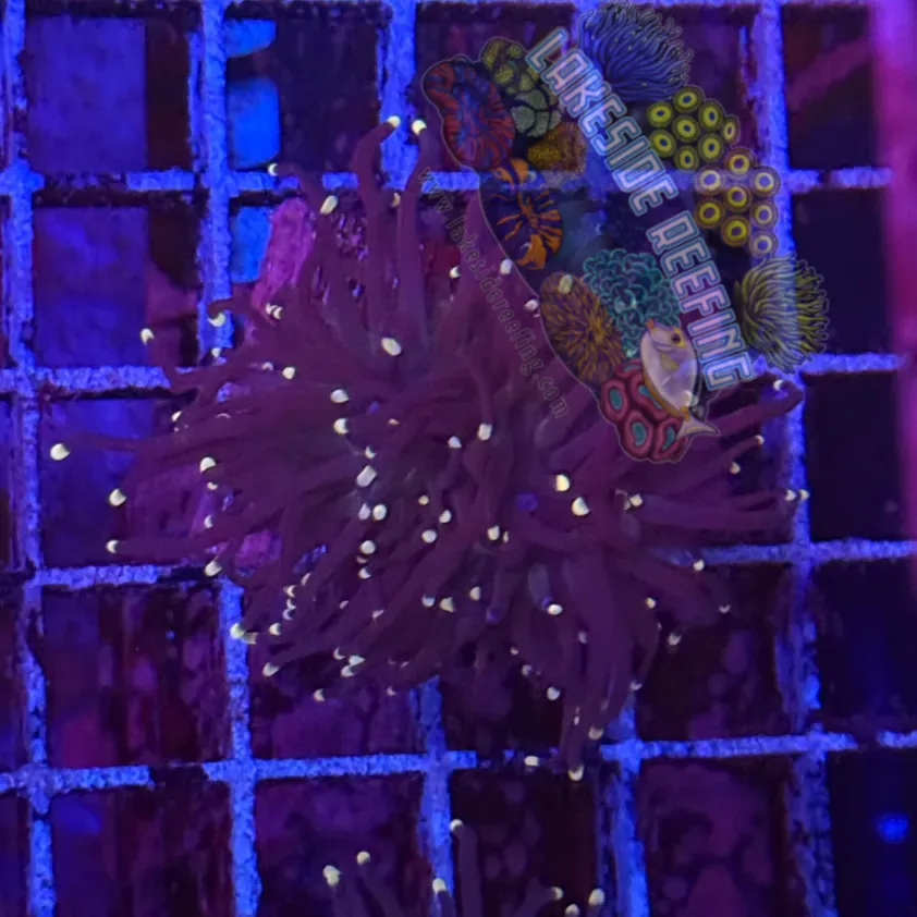 Purple with Pink Tips Torch Coral R5D4