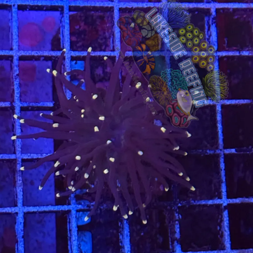 Purple with Pink Tips Torch Coral R5D5