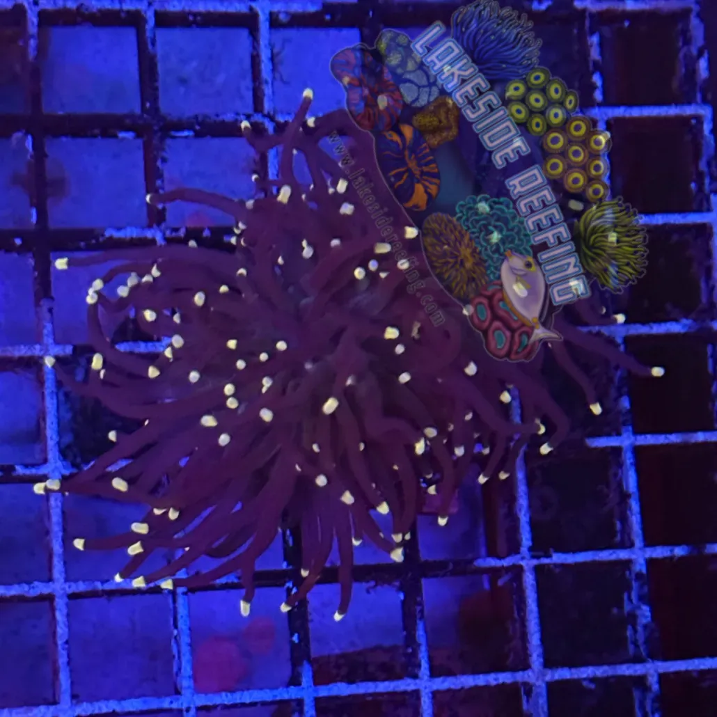 Purple with Pink Tips Torch Coral R5D6