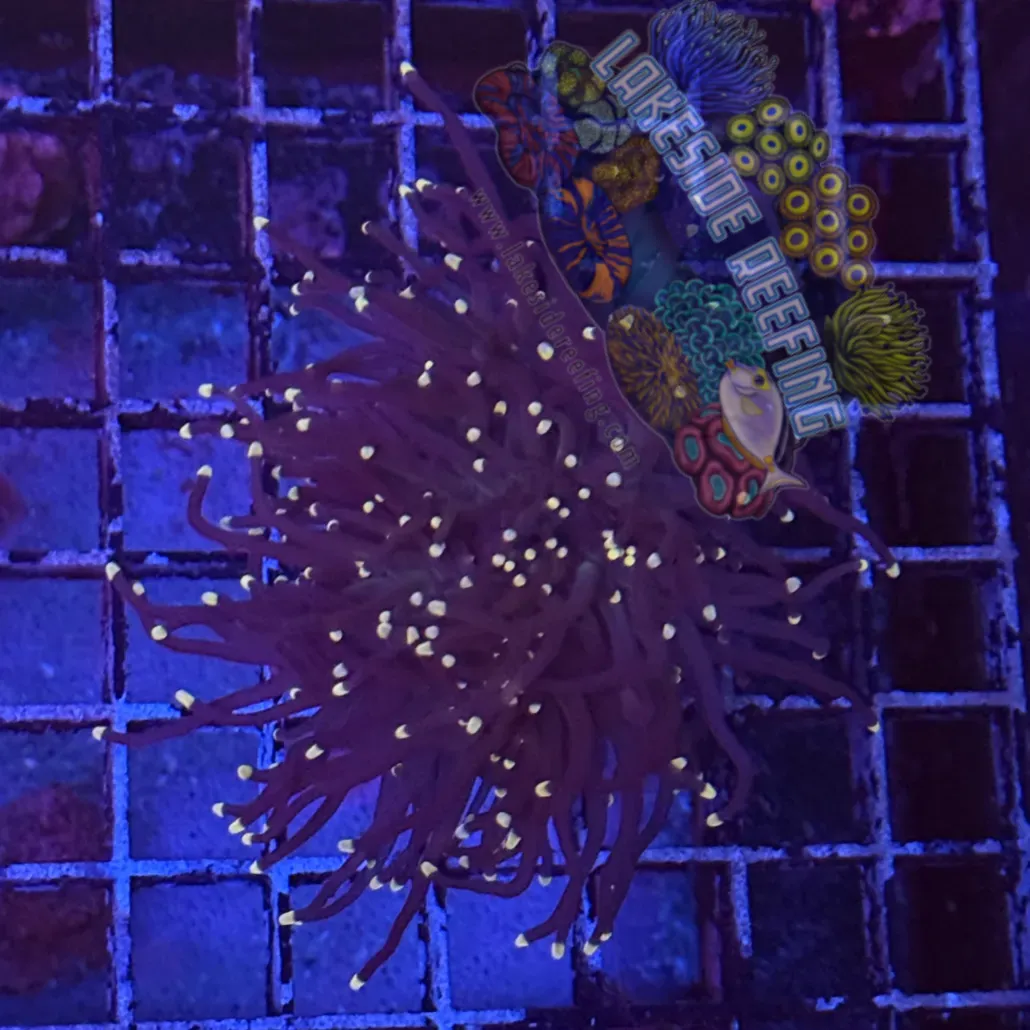 Purple with Pink Tips Torch Coral R5D7