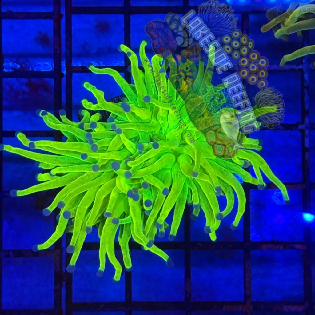 Bright Malaysian Holy Grail Torch Coral R3A4