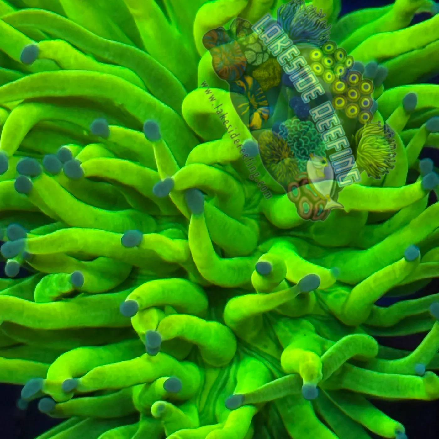 OG Fat Head Holy Grail Torch Coral R3C4 Lakeside Reefing