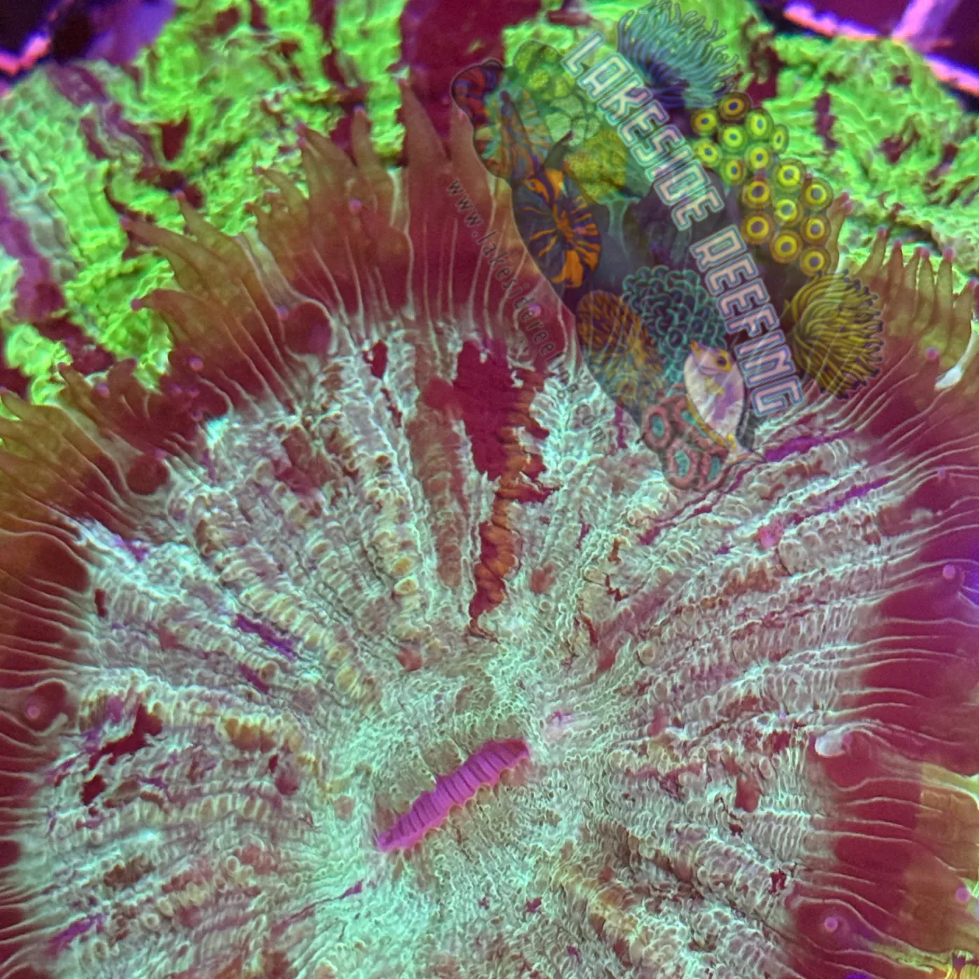 Green and Blue Show Piece Acantho Lakeside Reefing