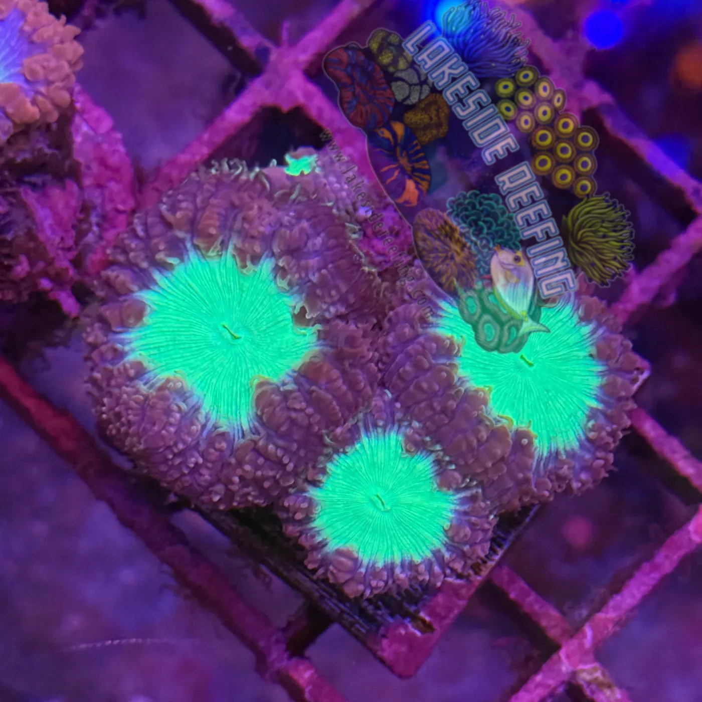 Jester Purple and Neon Green Blasto